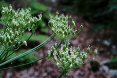 Heracleum sommieri