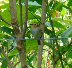 Poecilotriccus plumbeiceps