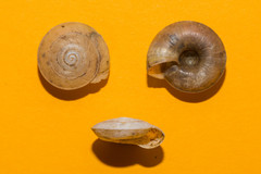 Aegopis gemonensis