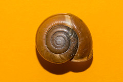 Campylaea illyrica