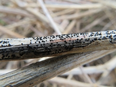 Leptosphaeria acuta