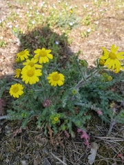Senecio vernalis