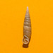 Cochlodina comensis - Photo (c) Marco Vicariotto, alguns direitos reservados (CC BY-NC-ND), uploaded by Marco Vicariotto