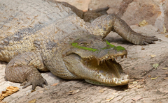 Crocodylus suchus