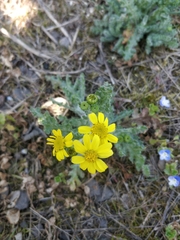 Senecio vernalis
