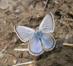 Glaucopsyche lygdamus columbia