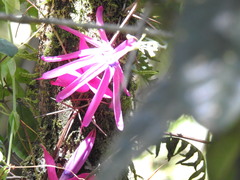 Passiflora mendoncaei
