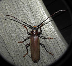 Orthomegas cinnamomeus