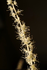 Aruncus sylvester