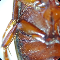 Platambus maculatus