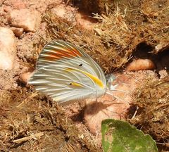 Colotis antevippe gavisa