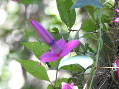Passiflora mendoncaei