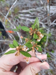 Lyonia ferruginea image