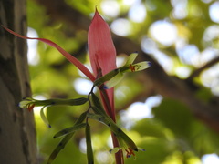 Billbergia distachia