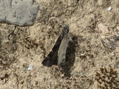 Chiomara asychis