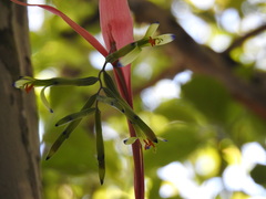Billbergia distachia