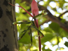 Billbergia distachia