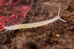 Scolopendrellidae