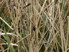 Eurranthis plummistaria