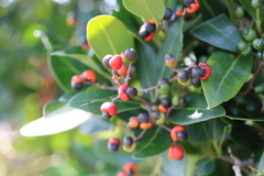 Apodytes abbottii