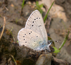 Glaucopsyche lygdamus columbia
