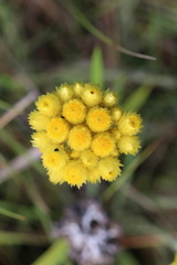 Helichrysum auriceps