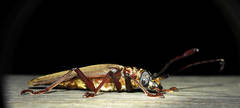 Orthomegas cinnamomeus