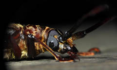 Orthomegas cinnamomeus