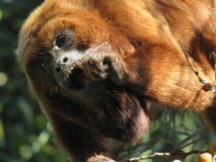 Alouatta guariba