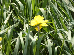 Narcissus