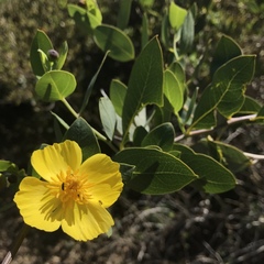 Dendromecon harfordii