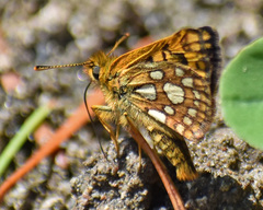 Carterocephalus skada