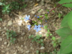 Plumbago caerulea