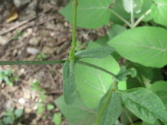 Plumbago caerulea