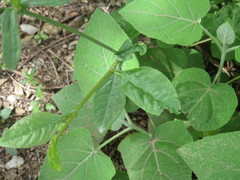 Plumbago caerulea
