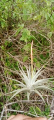 Tillandsia espinosae
