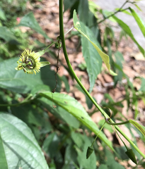 Passiflora boenderi