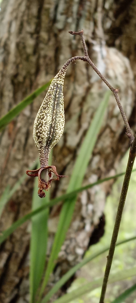 Encyclia aspera (Lindl.) Schltr.