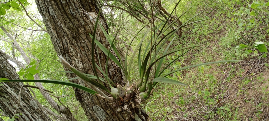 Encyclia aspera (Lindl.) Schltr. 2