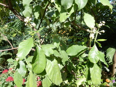 Psychotria alba