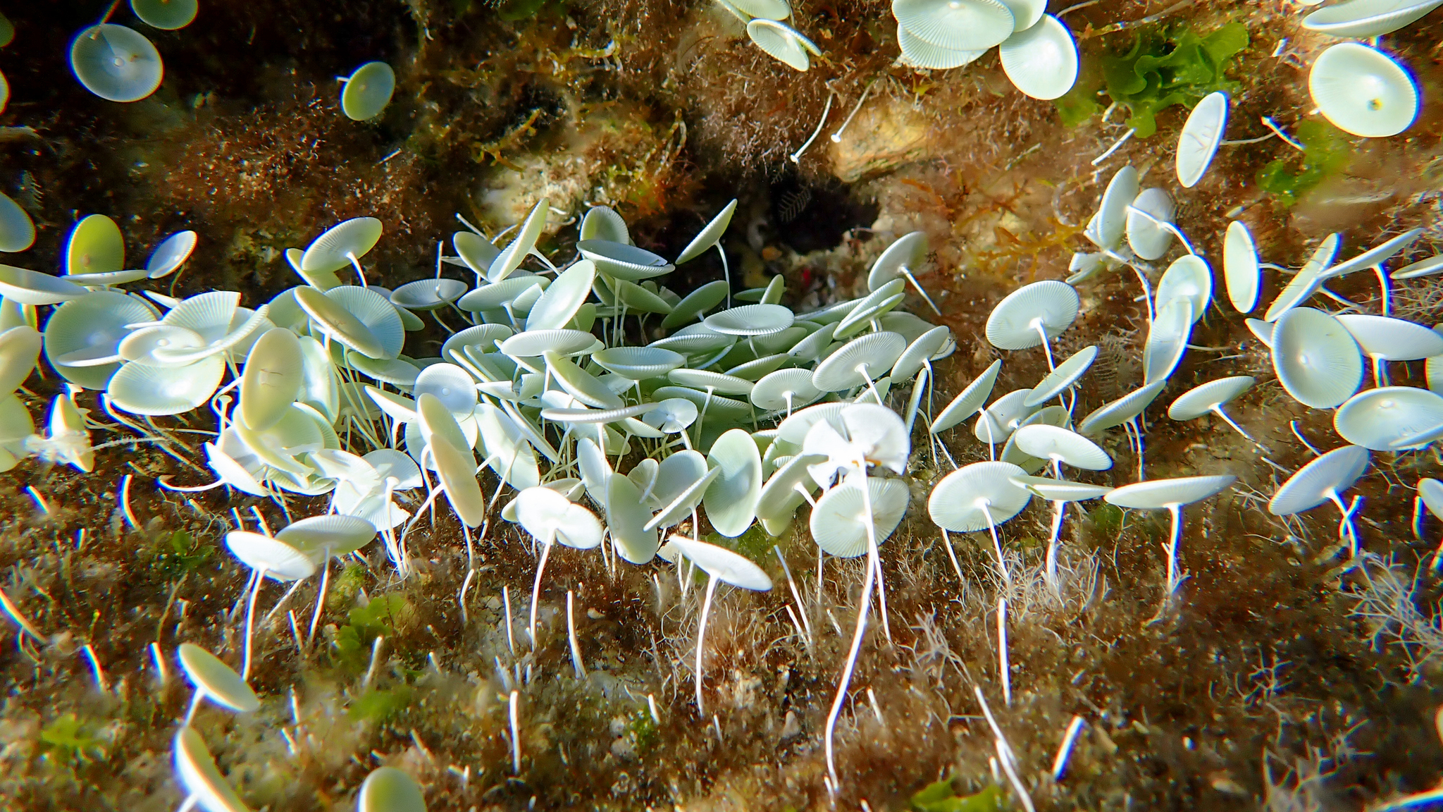 Acetabularia acetabulum