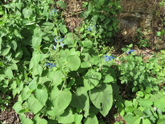 Salvia macrophylla