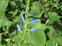 Salvia macrophylla