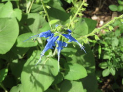 Salvia macrophylla