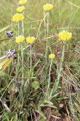 Helichrysum auriceps