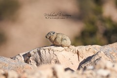 Ctenodactylidae