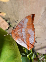 Charaxes protoclea