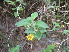 Lantana scabiosiflora