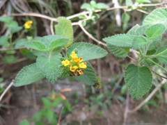 Lantana scabiosiflora