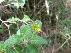 Lantana scabiosiflora